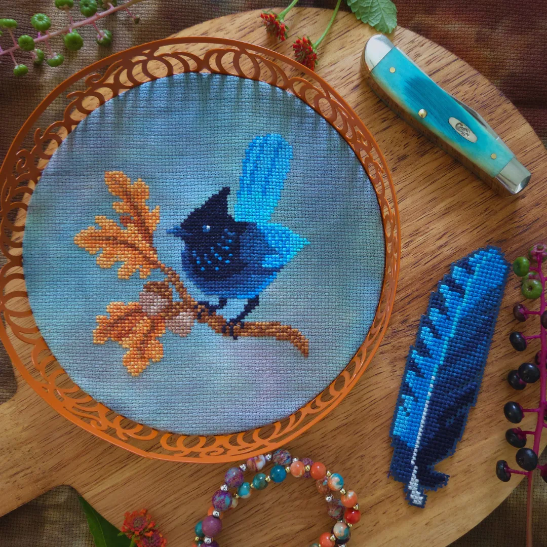 Steller's Jay